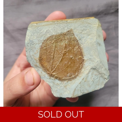 Rare Zizyphoides Colorful Fall Leaf Fossil Glendive Montana Paleocene